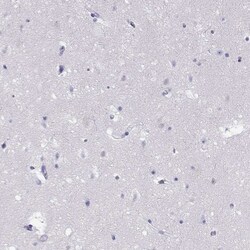 Invitrogen PLIN4 Polyclonal Antibody 100 &mu;L; Unconjugated:Antibodies,