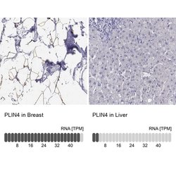 Invitrogen PLIN4 Polyclonal Antibody 100 &mu;L; Unconjugated:Antibodies,