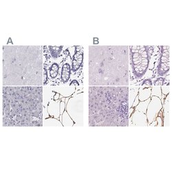 Invitrogen PLIN4 Polyclonal Antibody 100 &mu;L; Unconjugated:Antibodies,