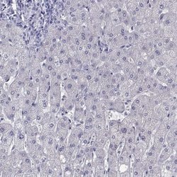 Invitrogen PLIN4 Polyclonal Antibody 100 &mu;L; Unconjugated:Antibodies,