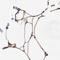 Invitrogen PLIN4 Polyclonal Antibody 100 &mu;L; Unconjugated:Antibodies,