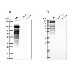 Invitrogen PLIN4 Polyclonal Antibody 100 &mu;L; Unconjugated:Antibodies,