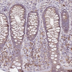 Invitrogen FAM5C Polyclonal Antibody 100 &mu;L; Unconjugated:Antibodies,