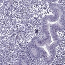Invitrogen GTSF1L Polyclonal Antibody 100 &mu;L; Unconjugated:Antibodies,