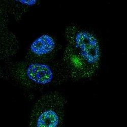 Invitrogen ZNF35 Polyclonal Antibody 100 &mu;L; Unconjugated:Antibodies,