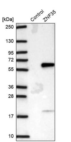 Invitrogen ZNF35 Polyclonal Antibody 100 &mu;L; Unconjugated:Antibodies,