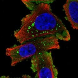 SHISA3 Rabbit anti-Human, Polyclonal, Invitrogen 100 &mu;L; Unconjugated:Antibodies,