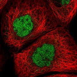 Invitrogen GLB1L2 Polyclonal Antibody 100 &mu;L; Unconjugated:Antibodies,