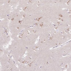Invitrogen ABR Polyclonal Antibody 100 &mu;L; Unconjugated:Antibodies,