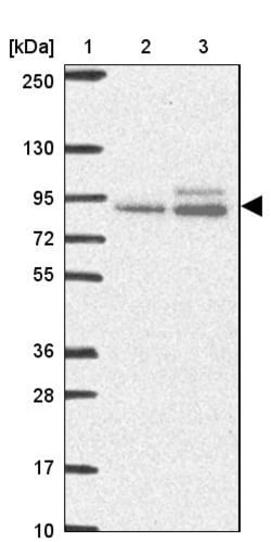 Invitrogen ABR Polyclonal Antibody 100 &mu;L; Unconjugated:Antibodies,