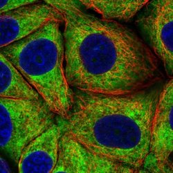 Invitrogen RPS23 Polyclonal Antibody 100 &mu;L; Unconjugated:Antibodies,