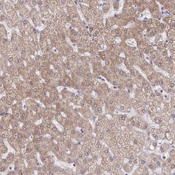 Invitrogen C9orf64 Polyclonal Antibody 100 &mu;L; Unconjugated:Antibodies,