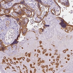 Invitrogen FAM149A Polyclonal Antibody 100 &mu;L; Unconjugated:Antibodies,