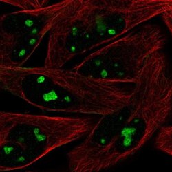 Invitrogen ZNF483 Polyclonal Antibody 100 &mu;L; Unconjugated:Antibodies,
