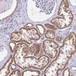 Invitrogen ZNF483 Polyclonal Antibody 100 &mu;L; Unconjugated:Antibodies,