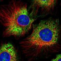 Invitrogen RPS17 Polyclonal Antibody 100 &mu;L; Unconjugated:Antibodies,