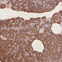Invitrogen RPS17 Polyclonal Antibody 100 &mu;L; Unconjugated:Antibodies,