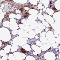 Invitrogen ESPNL Polyclonal Antibody 100 &mu;L; Unconjugated:Antibodies,