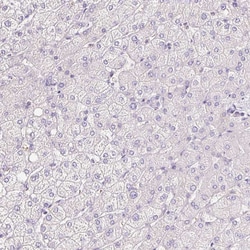 Invitrogen LHFPL5 Polyclonal Antibody 100 &mu;L; Unconjugated:Antibodies,