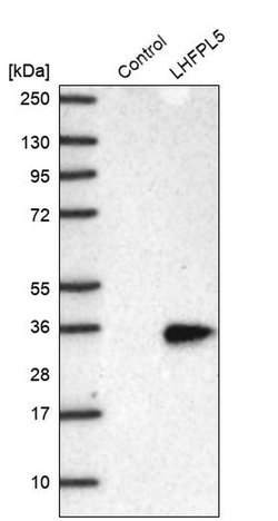 Invitrogen LHFPL5 Polyclonal Antibody 100 &mu;L; Unconjugated:Antibodies,