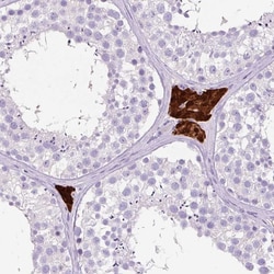 Invitrogen OR10A7 Polyclonal Antibody 100 &mu;L; Unconjugated:Antibodies,
