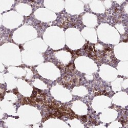 Invitrogen APOBEC3D Polyclonal Antibody 100 &mu;L; Unconjugated:Antibodies,