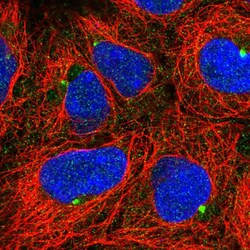 Invitrogen TMEM170B Polyclonal Antibody 100 &mu;L; Unconjugated:Antibodies,