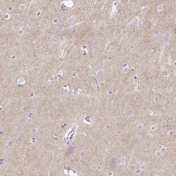 Invitrogen PRRT1 Polyclonal Antibody 100 &mu;L; Unconjugated:Antibodies,
