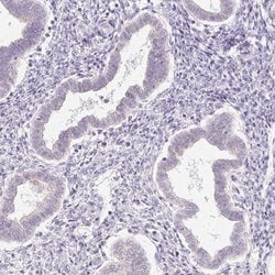 Invitrogen PRM1 Polyclonal Antibody 100 &mu;L | Buy Online | Invitrogen&trade; | Fisher Scientific