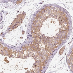 Invitrogen CCDC108 Polyclonal Antibody 100 &mu;L; Unconjugated:Antibodies,