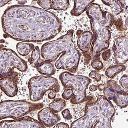 Invitrogen MSMP Polyclonal Antibody 100 &mu;L; Unconjugated:Antibodies,