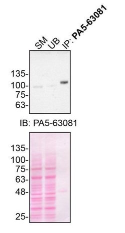 Invitrogen VGF Polyclonal Antibody 100 &mu;L; Unconjugated:Antibodies,