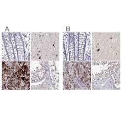 Invitrogen VGF Polyclonal Antibody 100 &mu;L; Unconjugated:Antibodies,