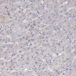 Invitrogen VGF Polyclonal Antibody 100 &mu;L; Unconjugated:Antibodies,