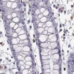 Invitrogen VGF Polyclonal Antibody 100 &mu;L; Unconjugated:Antibodies,