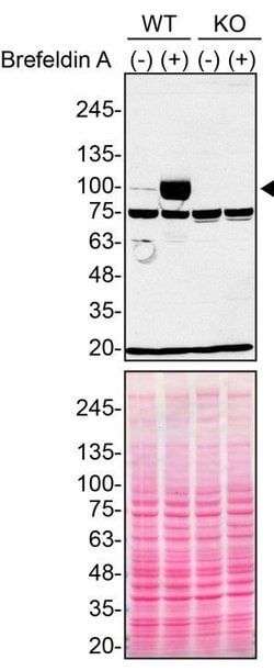 Invitrogen VGF Polyclonal Antibody 100 &mu;L; Unconjugated:Antibodies,