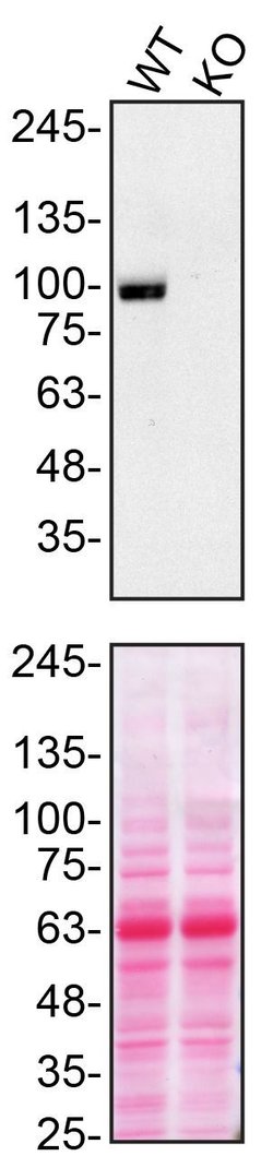Invitrogen VGF Polyclonal Antibody 100 &mu;L; Unconjugated:Antibodies,