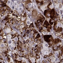 Invitrogen VGF Polyclonal Antibody 100 &mu;L; Unconjugated:Antibodies,