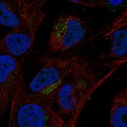 Invitrogen VGF Polyclonal Antibody 100 &mu;L; Unconjugated:Antibodies,
