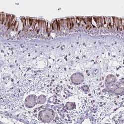 Invitrogen VWC2 Polyclonal Antibody 100 &mu;L; Unconjugated:Antibodies,