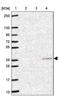 Invitrogen YIF1B Polyclonal Antibody 100 &mu;L; Unconjugated:Anticuerpos