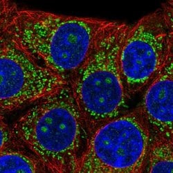 B3GNT4 Polyclonal Antibody, Invitrogen 100 &mu;L; Unconjugated:Antibodies,