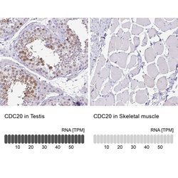 Invitrogen Cdc20 Polyclonal Antibody 100 &mu;L; Unconjugated:Antibodies,