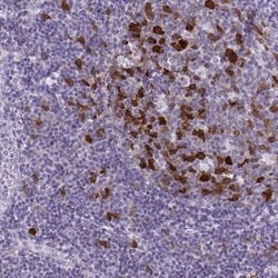 Invitrogen Cdc20 Polyclonal Antibody 100 &mu;L; Unconjugated:Antibodies,
