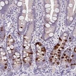 Invitrogen Cdc20 Polyclonal Antibody 100 &mu;L; Unconjugated:Antibodies,