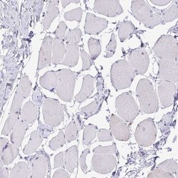 Invitrogen Cdc20 Polyclonal Antibody 100 &mu;L; Unconjugated:Antibodies,