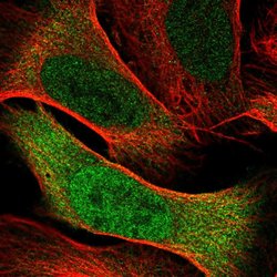 Invitrogen Cdc20 Polyclonal Antibody 100 &mu;L; Unconjugated:Antibodies,