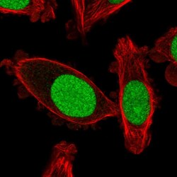 Invitrogen DR1 Polyclonal Antibody 100 &mu;L; Unconjugated:Antibodies,