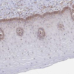 Invitrogen NEURL4 Polyclonal Antibody 100 &mu;L; Unconjugated:Antibodies,