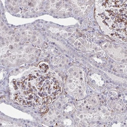 Invitrogen NEURL4 Polyclonal Antibody 100 &mu;L; Unconjugated:Antibodies,